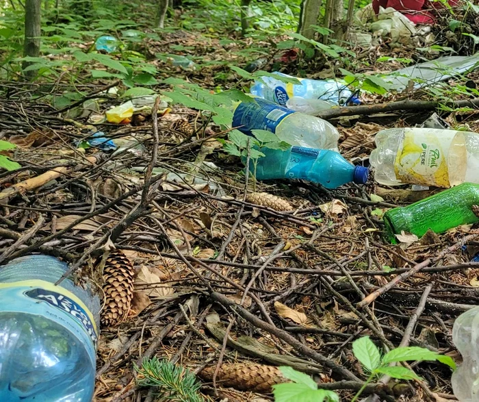 Sticle de plastic aruncate în pădure