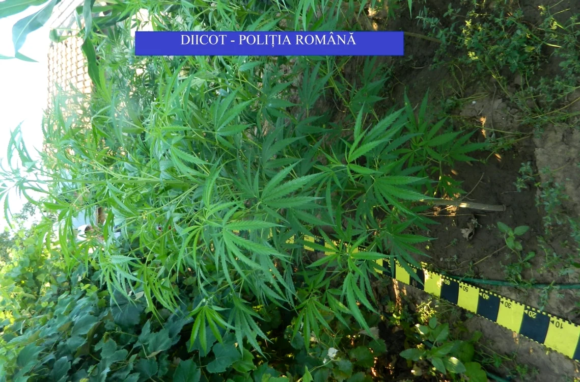 cannabis olt