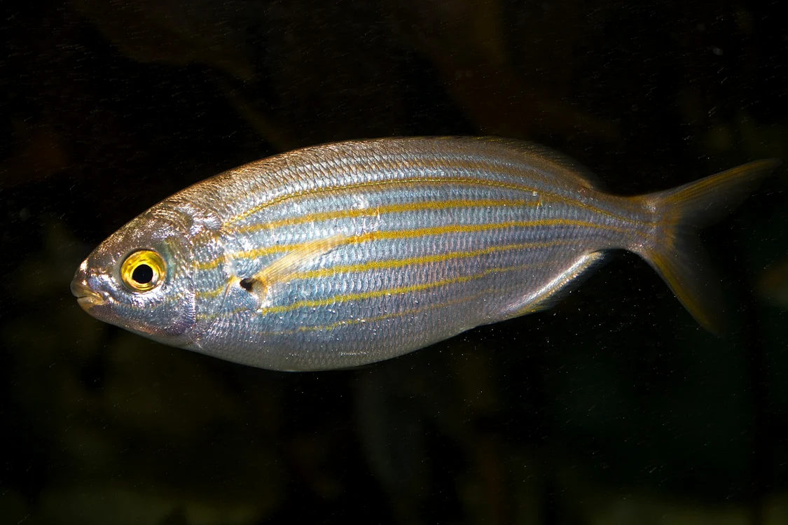 Sarpa este o specie de pește al cărui creier este foarte toxic