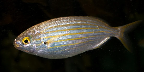 Sarpa salpa  jpg