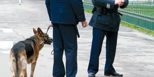 Politisti pe teren - caine politist FOTO Click