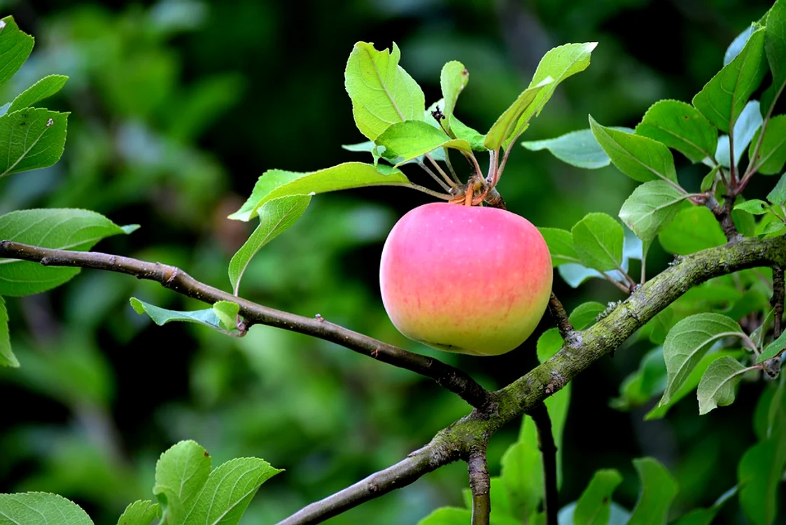 Pom fructifer. Sursă foto: Pixabay