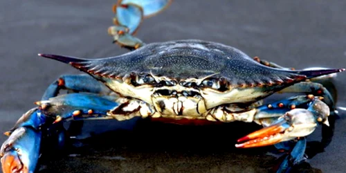 crab albastru ubb
