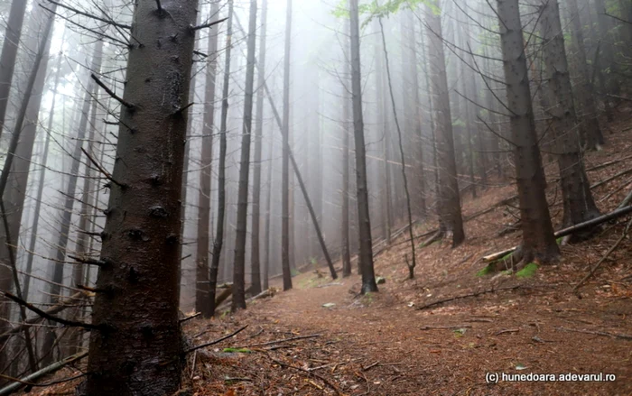 padure din muntii orastiei foto daniel guta