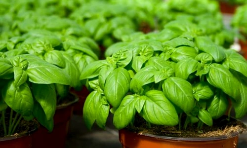 1 68608 original jpg jpeg