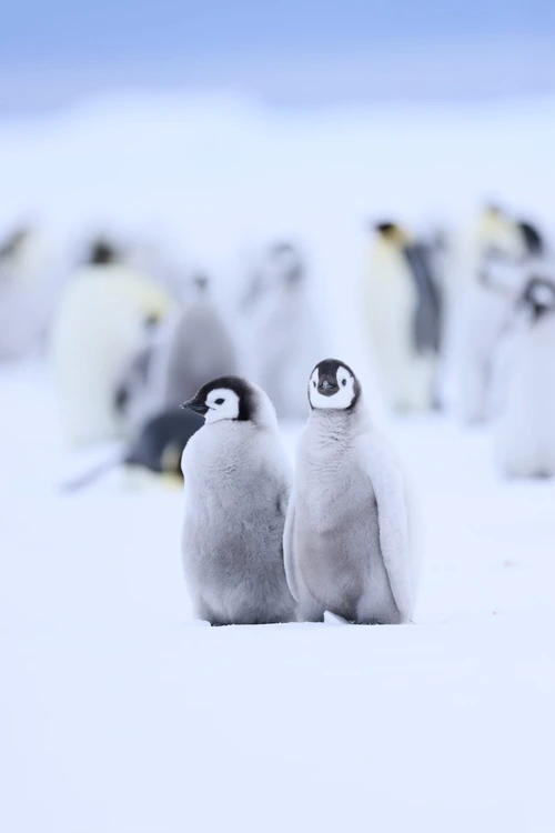 Secretele Pinguinilor