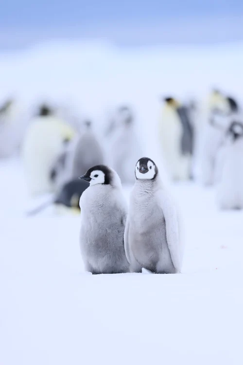 Secretele Pinguinilor