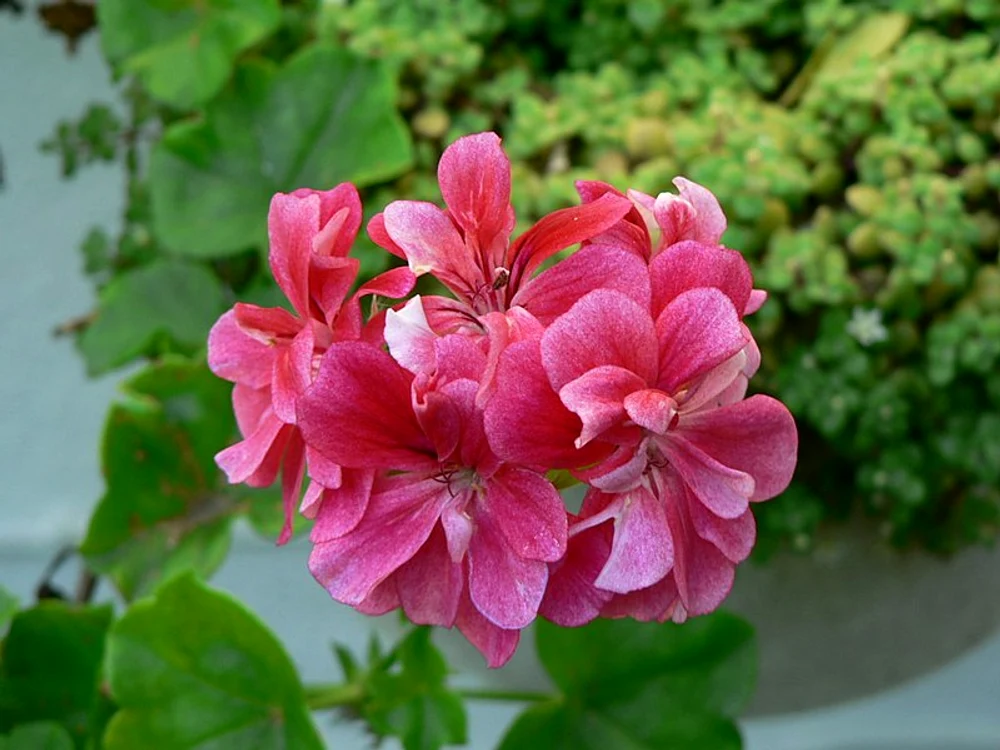Geranium  FOTO Wiktionary