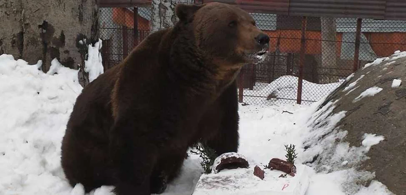 Ursul Baloo trăieşte în apropierea pârtiilor de schi de la Straja FOTO Daniel Guţă