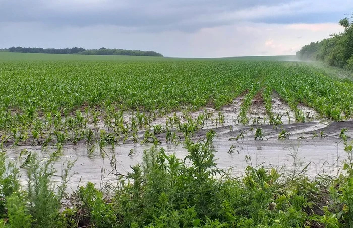 
    Şi grâul arată promiţător în această perioadă   