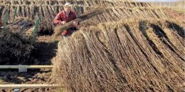 Sătenii vor cultiva planta pentru a fabrica apoi peleții pentru încălzire. Foto: arhivă