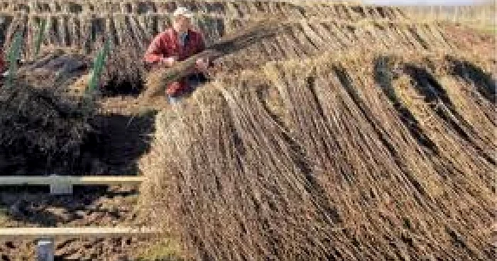 Sătenii vor cultiva planta pentru a fabrica apoi peleții pentru încălzire. Foto: arhivă