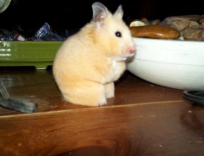 Hamsterul fără lăbuțe a împresionat zeci de mii de internauți