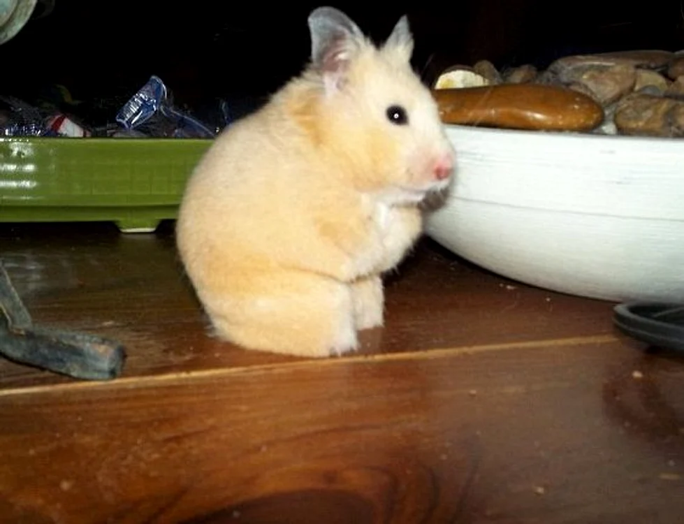 Hamsterul fără lăbuțe a împresionat zeci de mii de internauți
