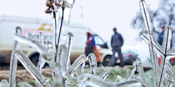 Temperaturile extrem de scăzute din primele luni ale anului au compromis cultura de rapiţă, spun agricultorii 