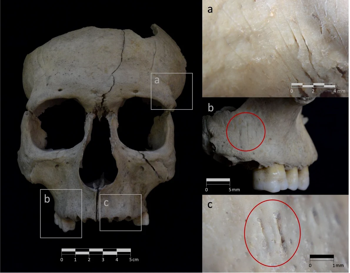 Urmele descoperite de cercetători pe fragmentele de craniu (© Marta Riba-Vidal / Trabajos de Prehistoria (2025). DOI: 10.3989/tp.2025.1049)