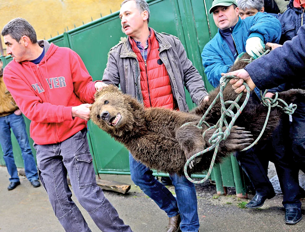 
    Ursul a fost capturat luni, după ce a fost tranchilizatFoto: Mediafax  
