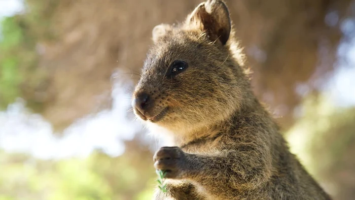 Quokka trăiește în Australia / foto: Pixabay