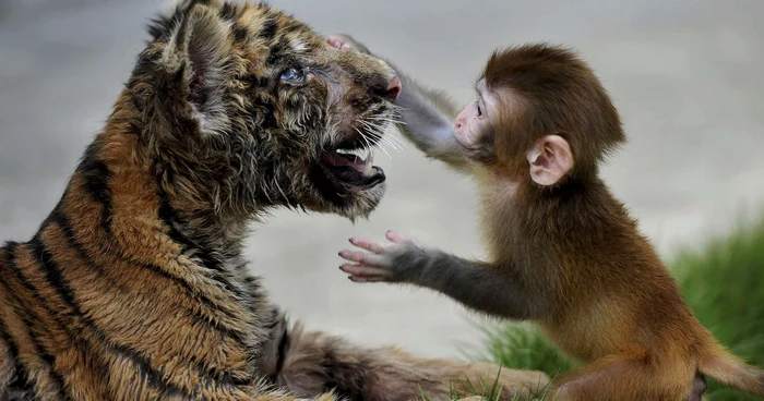 Joaca de copii între un macac rhesus şi un tigru. FOTO: Reuters