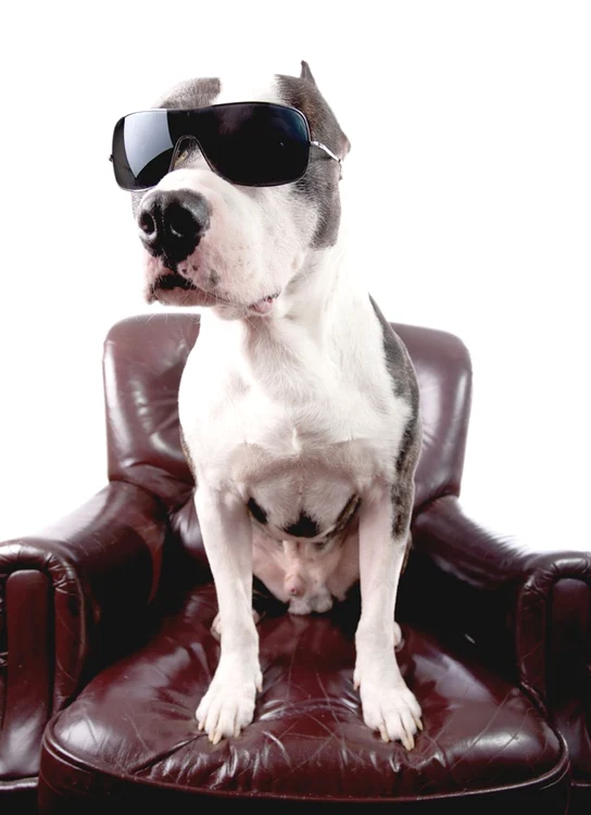 Produsele, comercializate sub brandul Doggles, costă circa 20 de dolari (68 de lei) perechea