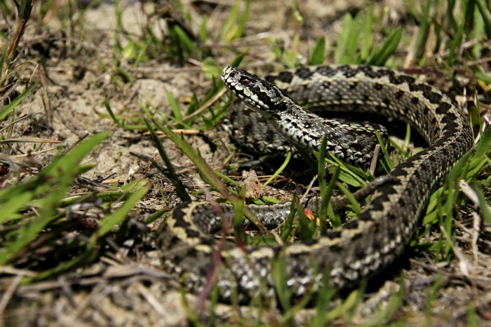 Foto: Facebook Vipera de stepă Moldavă