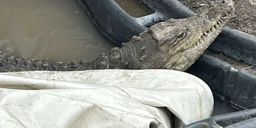 photo verybig 227580 jpg