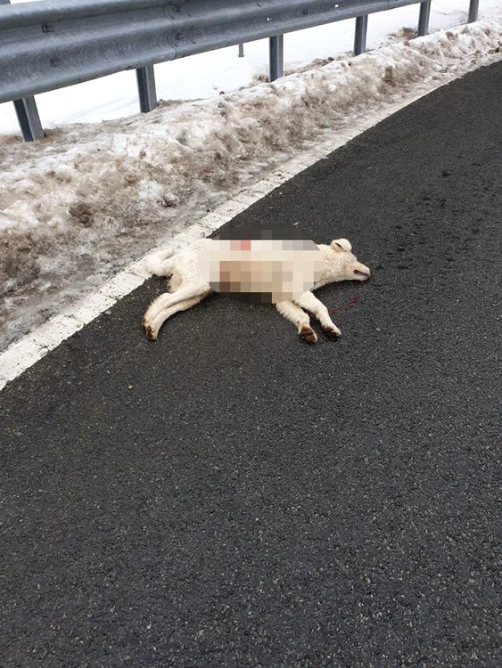 Câinele a fost împușcat mortal chiar pe drumul național