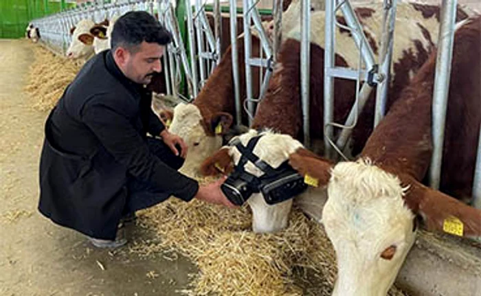 Kocak, cu prima vacă la ochii căreia a fixat ochelari. Foto: Getty Images