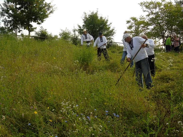 Cositul şi adunatul fânului sunt şi în prezent ocazii pentru a organiza clăci în Apuseni