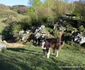 Fundătura Ponorului Foto Daniel Guță ADEVĂRUL (10) JPG