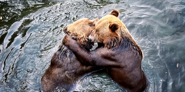 ursi imbratisati zoo pitesti