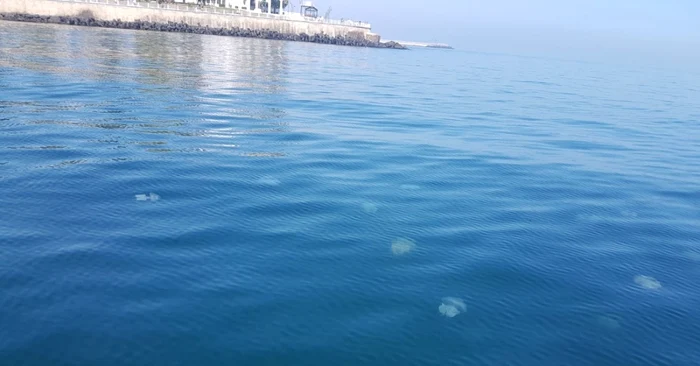 Meduza albastră în Marea neagră