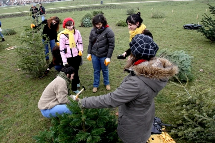 Brazi în parcul Izvor