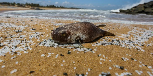 Dezastru ecologic în Sri Lanka FOTO EPA-EFE