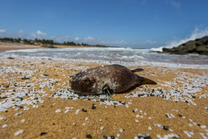 Dezastru ecologic în Sri Lanka FOTO EPA-EFE