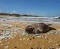 Dezastru ecologic în Sri Lanka FOTO EPA-EFE