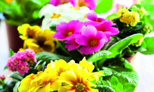 1 62328 original jpg jpeg