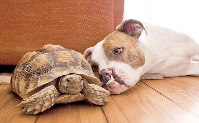 Puka se simte cel mai bine culcat lângă Rocket LarryFoto: Fotoland CATERS