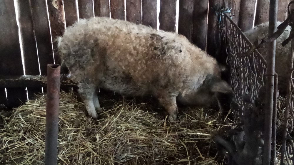 Guvernul a prelungit termenul de înscriere în programul de susţinere a crescătorilor de porci de rasă