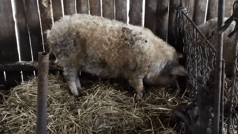 Dilemă în preajma celui mai scump Crăciun: „Carne de la magazin sau porc de la țărani?”
