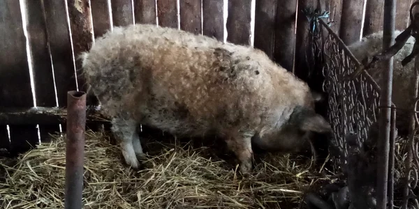 porci rasa mangalita   foto arhiva traian gartan (3) jpeg