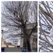 Stegarul dac în copac FOTO Facebook 
