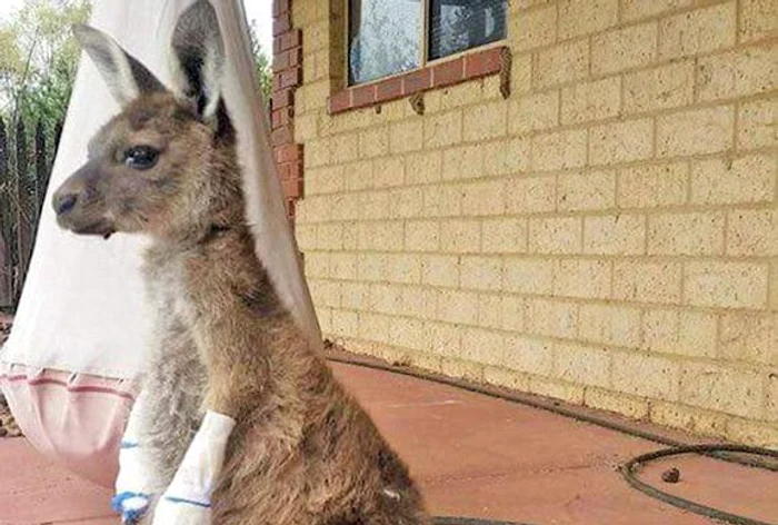 Cangurul a fost la un pas să-şi piardă viaţaFoto Arhivă Personală