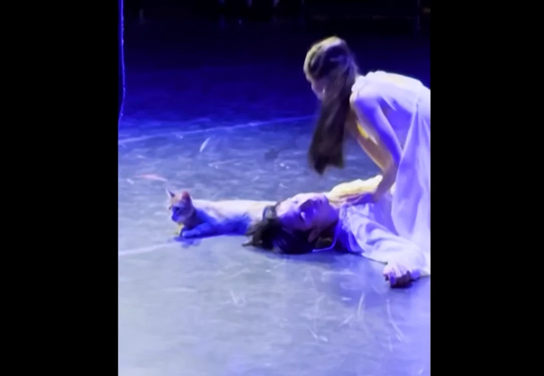 O pisică a urcat pe scenă în timpul unei reprezentații a „Romeo și Julieta”. FOTO: Captură Video