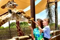 Girafele au reprezentat atracția pricipală la Dubai safari park 