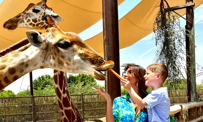 Girafele au reprezentat atracția pricipală la Dubai safari park