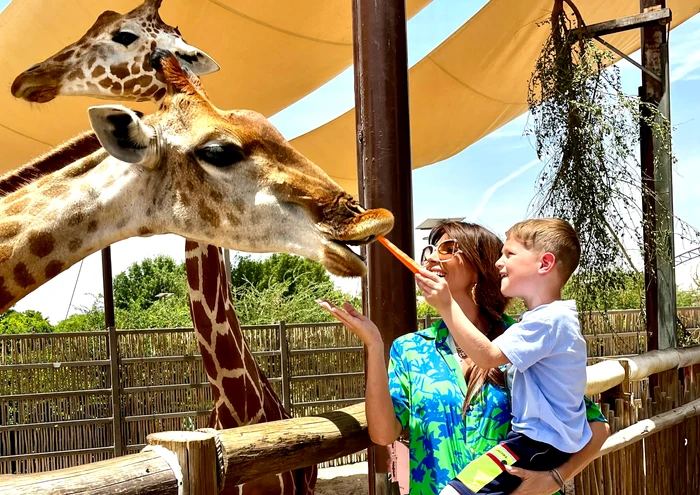 Girafele au reprezentat atracția pricipală la Dubai safari park 