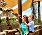 Girafele au reprezentat atracția pricipală la Dubai safari park 