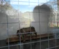gradina zoo resita