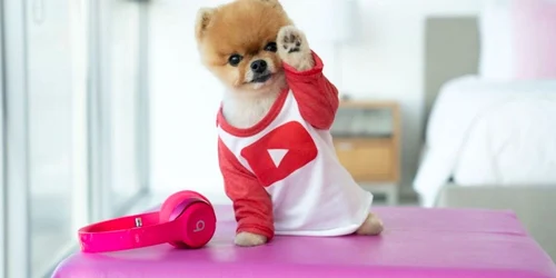 Jiff Pom